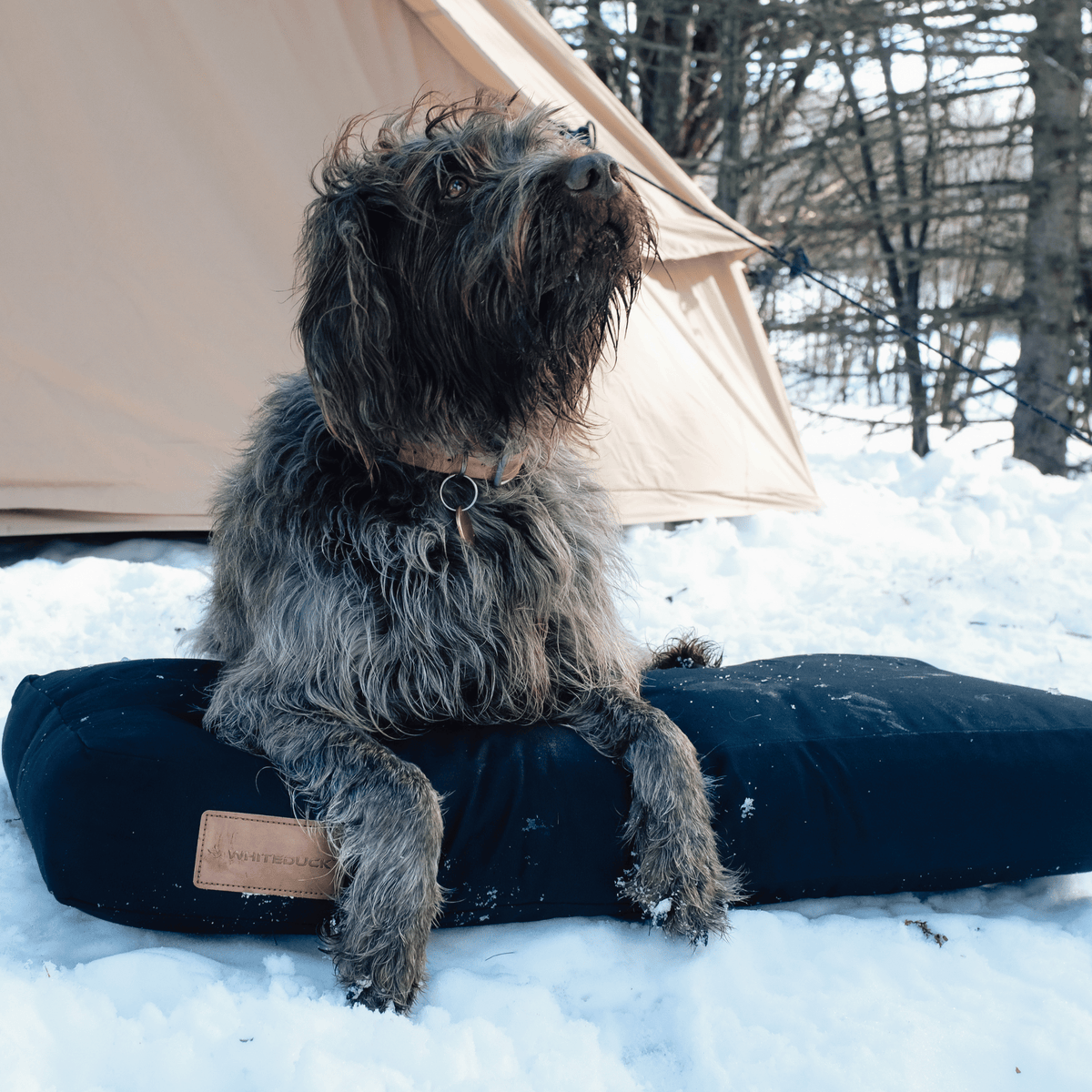 Dog Bed