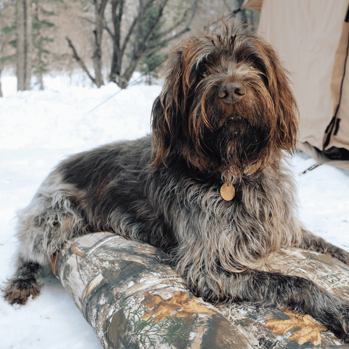 Dog Bed
