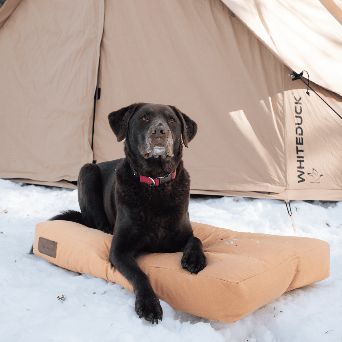 Dog Bed