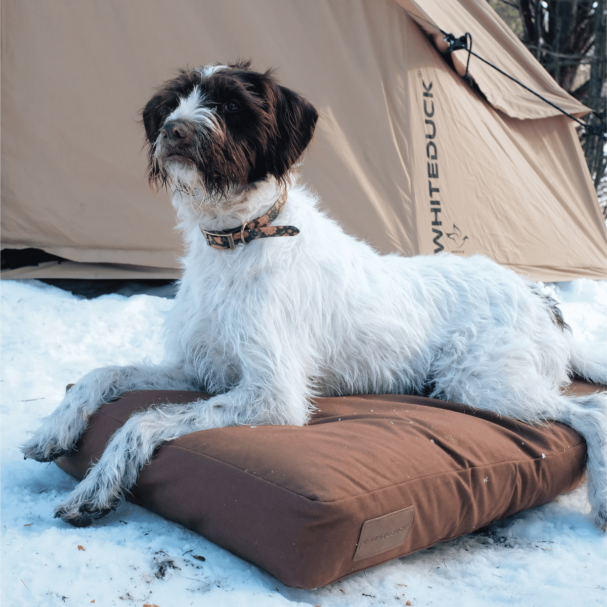 Dog Bed