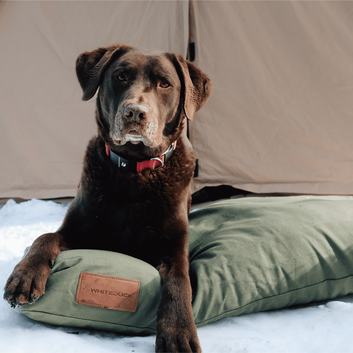 Dog Bed